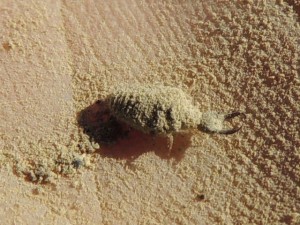 Les fourmis de Rhodes, RSCN4127.JPG