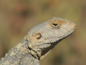 Les fourmis de Rhodes, RSCN4577.JPG