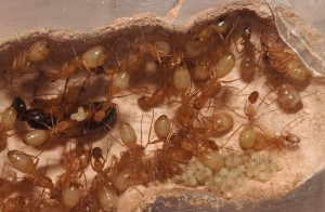 [Blog] Camponotus africaines, sanctus et sp d'Afrique de l'est, DSC01206.JPG