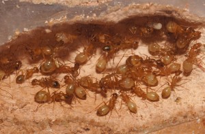 [Blog] Camponotus africaines, sanctus et sp d'Afrique de l'est, DSC01205.JPG