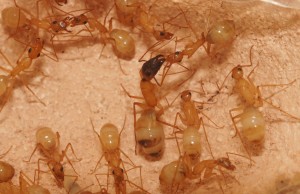 [Blog] Camponotus africaines, sanctus et sp d'Afrique de l'est, DSC01199.JPG