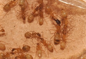 [Blog] Camponotus africaines, sanctus et sp d'Afrique de l'est, DSC01195.JPG
