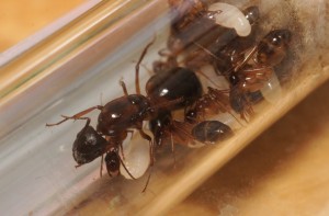Les Camponotus de funkyben, DSC01213.JPG