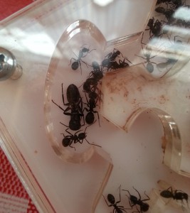 [Blog] Camponotus vagus, 20131228_154745.jpg