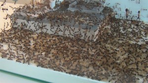 **Fin** [Blog] Camponotus consobrinus, Sans titre-1.jpg