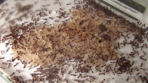 **Fin** [Blog] Camponotus consobrinus, -----------.jpg