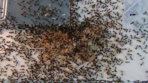 **Fin** [Blog] Camponotus consobrinus, -DSC00470.jpg