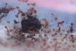 En tirer quelque chose ?, IMG_2392 (Copier).JPG