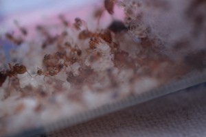 En tirer quelque chose ?, IMG_2393 (Copier).JPG