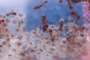 En tirer quelque chose ?, IMG_2406 (Copier).JPG