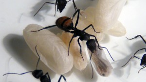 **Fin** [Blog] Camponotus fulvopilosus, -DSC00485.jpg