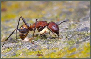 [Blog] Camponotus cf habereri, 4477655201_09d9202dc9_z.jpg
