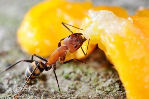 [Blog] Camponotus cf habereri, chou_ju_shan_yi___camponotus_habereri_tai_bei_yang_ming_shan__.jpg