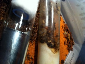 [Blog] Camponotus cf habereri, IMG_0702.JPG