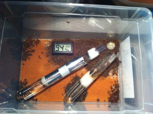 [Blog] Camponotus cf habereri, IMG_0726.JPG