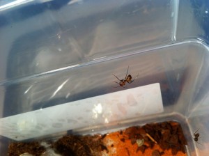 [Blog] Camponotus cf habereri, IMG_0722.JPG