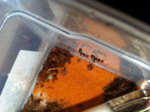 [Blog] Camponotus cf habereri, IMG_0719.JPG