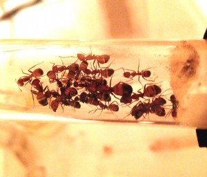 [Blog] Camponotus nicobarensis, Photo11.jpg