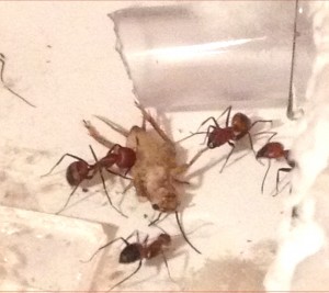 [Blog] Camponotus nicobarensis, Photo10.jpg