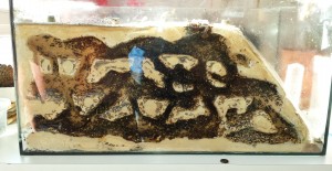 Mes colonies (funkyben), 2014-01-21 14.01.59.jpg