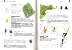 Liste fourmis, plantes et pucerons, pucerons002.jpg