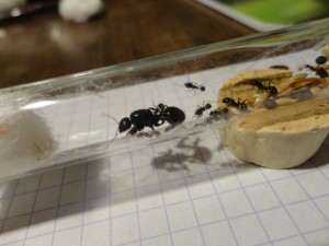 [Blog] Les Messor barbarus de DidouneX37, DSC01267.JPG