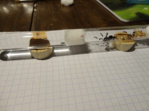 Vous pouvez voir mon porte tube.<br />J'ai découpé un bouchon en liège pour avoir la forme du tube et c'est parfait ça tient à merveille !, [Blog] Les Messor barbarus de DidouneX37