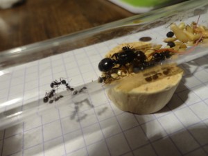 Quelle belle tête rouge., [Blog] Les Messor barbarus de DidouneX37