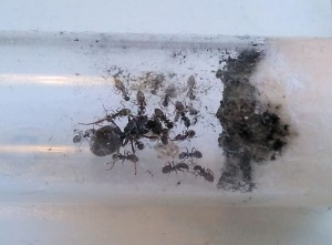 [Blog] Les colonies de PasPayer, 20140126_100424.jpg