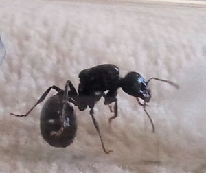 [Blog] Les colonies de PasPayer, 20140126_100719.jpg