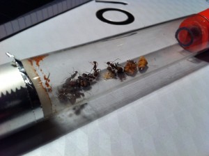 [Blog] Camponotus cf habereri, IMG_0787[1]__1390945392_86.74.65.39.jpg