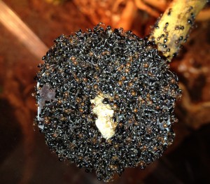 [Blog] Crematogaster scutellaris, Photo30.jpg