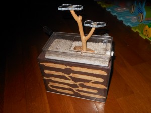 [Blog] Colonie de Lasius sp de Lockmar, DSCN1913 (1280x960).jpg