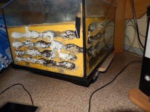 Ma Fourmilière de Messor barbarus, DSCN2059.jpg