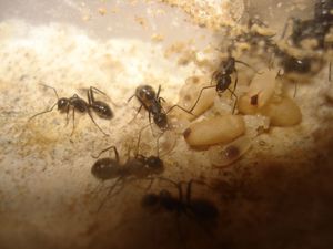 Les Camponotus de funkyben, DSC06274.JPG