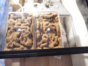 [Blog] Pheidole pallidula de sub012, DSCN1946.jpg