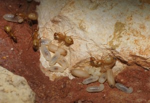 [Blog] Camponotus africaines, sanctus et sp d'Afrique de l'est, DSC01559.JPG