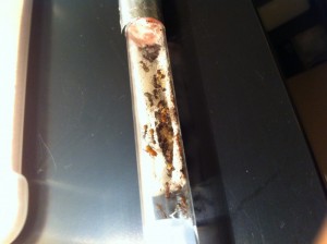 [Blog] Camponotus nicobarensis, nico3.jpg