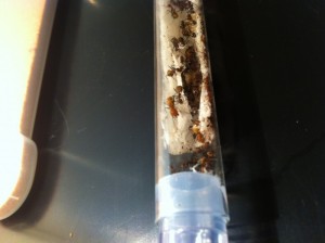 [Blog] Camponotus nicobarensis, nico4.jpg