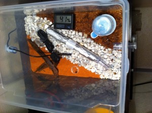 [Blog] Camponotus nicobarensis, nico5.jpg