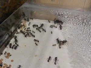 [Blog] Messor arenarius, DSCN2042.jpg