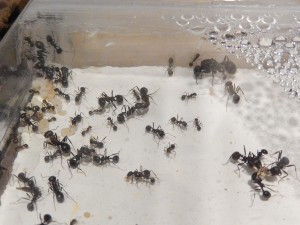[Blog] Messor arenarius, DSCN2044.jpg