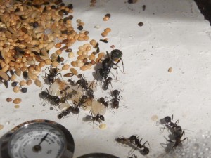 [Blog] Messor arenarius, DSCN2144.jpg