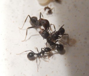[Blog] Messor arenarius, DSCN2160.jpg