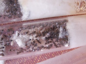 [Blog] Les colonies de Reversi, PICT0064.JPG
