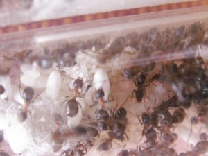 [Blog] Les colonies de Reversi, PICT0065.JPG