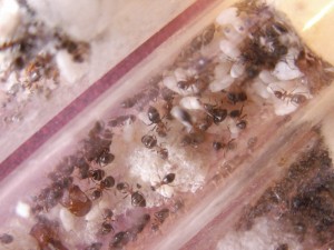 [Blog] Les colonies de Reversi, PICT0070.JPG
