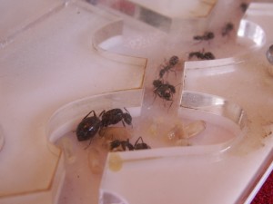 [Blog] Les colonies de Reversi, PICT0078.JPG