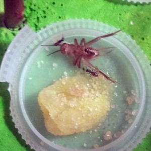 [Blog] Les colonies de PasPayer, protéine.jpg