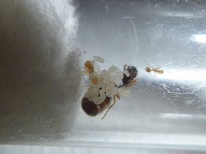 [BLOG]Solenopsis cf fugax par Zoura, P1020609.JPG